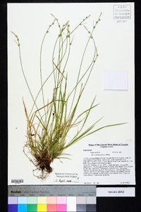 Carex lucorum image