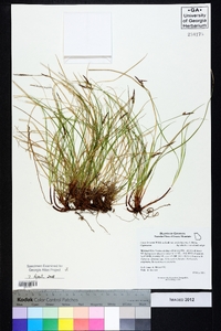 Carex lucorum var. austrolucorum image