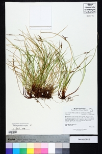 Carex lucorum image