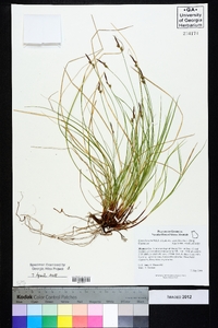 Carex lucorum image