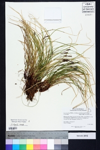 Carex lucorum var. austrolucorum image