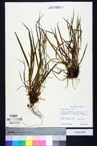 Carex manhartii image