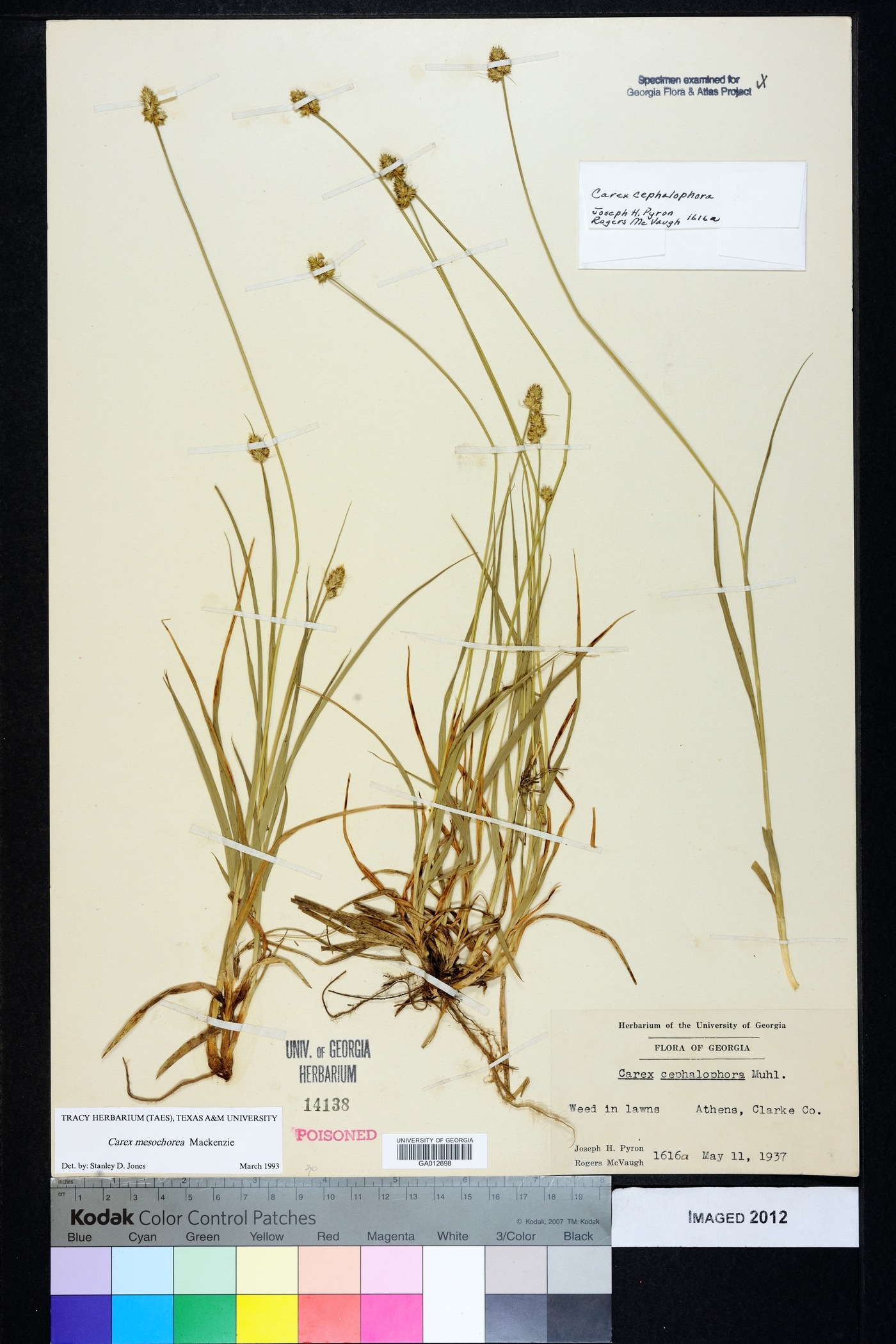 Carex mesochorea image