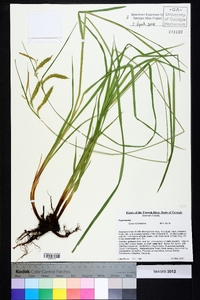 Carex mitchelliana image