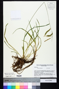 Carex mitchelliana image