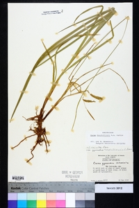 Carex mitchelliana image