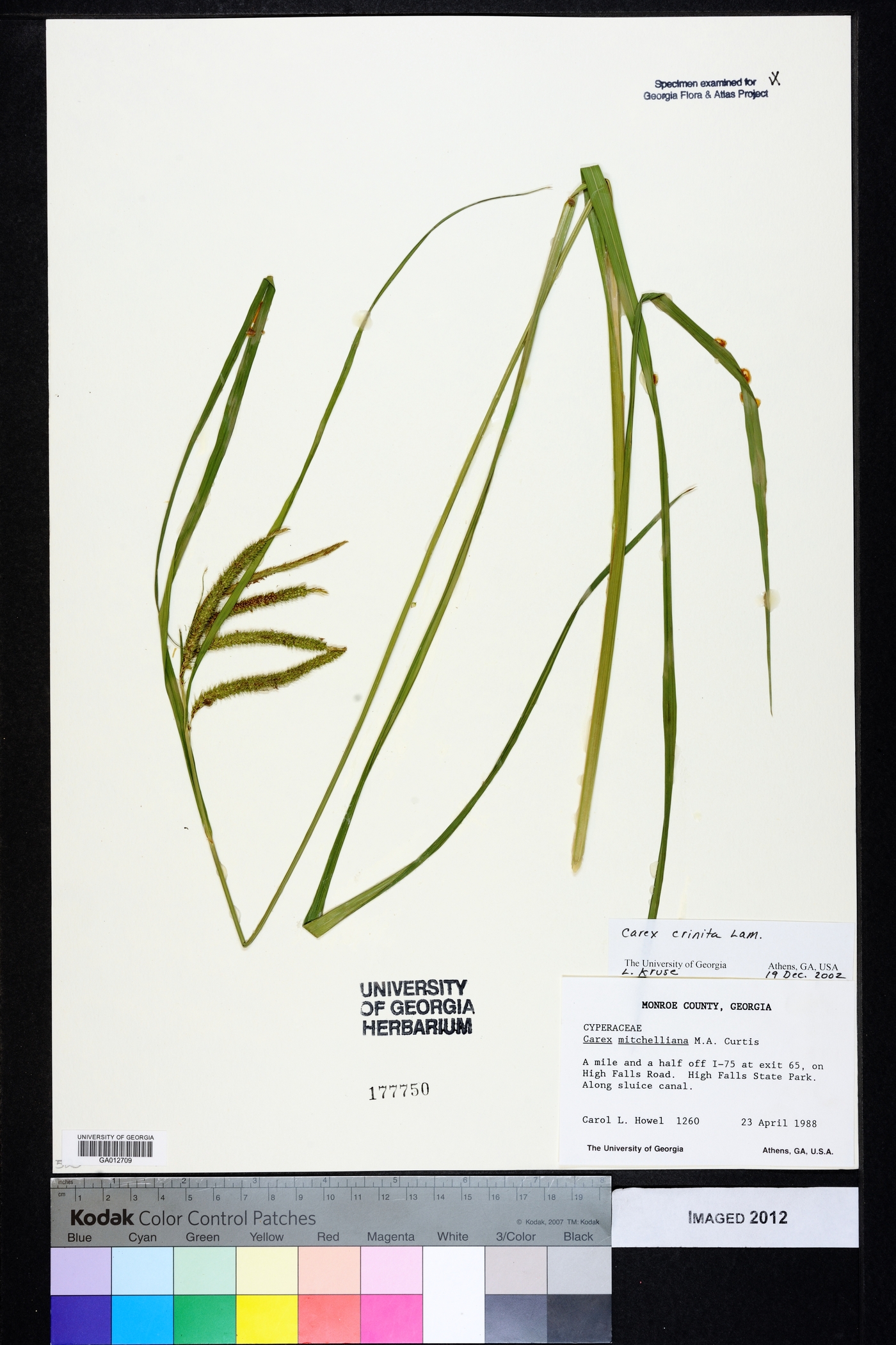 Carex mitchelliana image