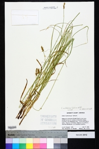 Carex muehlenbergii var. enervis image