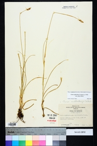 Carex muehlenbergii var. enervis image