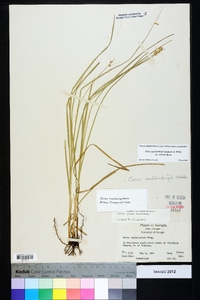 Carex muehlenbergii var. enervis image