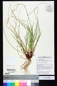 Carex nigromarginata image