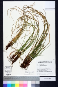 Carex nigromarginata image