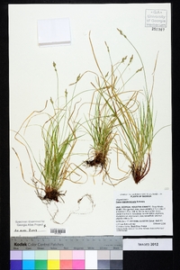 Carex nigromarginata image