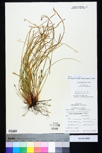 Carex nigromarginata image