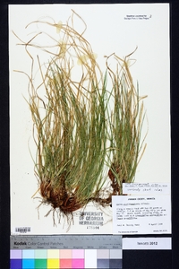 Carex nigromarginata image