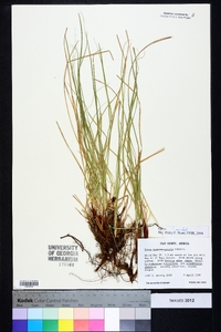 Carex nigromarginata image