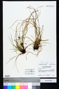 Carex nigromarginata image