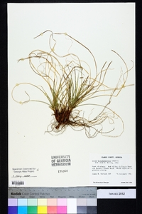 Carex nigromarginata image