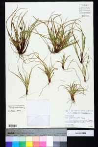 Carex nigromarginata image