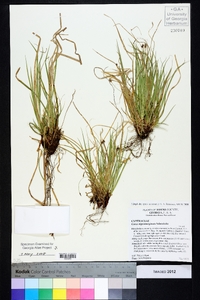 Carex nigromarginata image