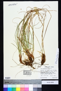 Carex nigromarginata image