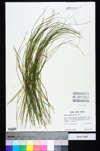 Carex nigromarginata image