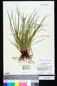 Carex nigromarginata image