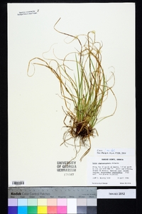 Carex nigromarginata image