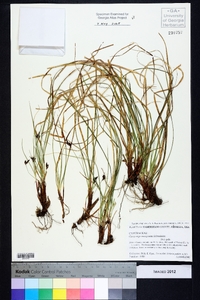 Carex nigromarginata image