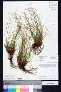 Carex nigromarginata image