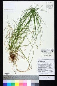 Carex normalis image