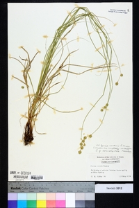 Carex normalis image