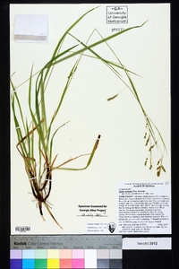 Carex oxylepis image