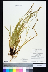 Carex oxylepis image