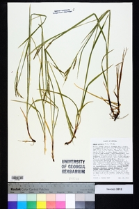 Carex oxylepis image