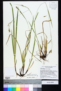 Carex oxylepis image