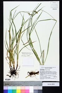 Carex oxylepis image