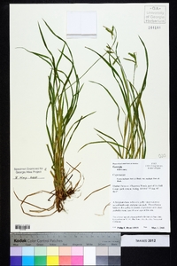 Carex oxylepis image