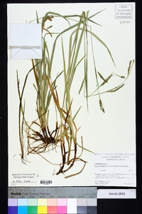 Carex oxylepis image