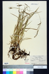 Carex oxylepis image
