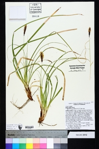 Carex picta image