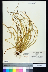 Carex picta image