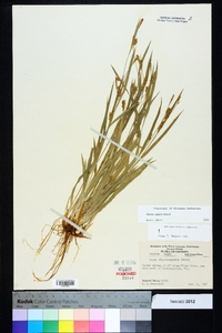 Carex pigra image