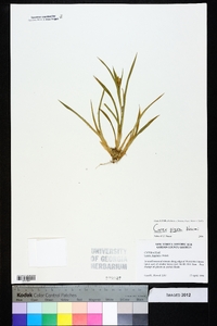 Carex pigra image