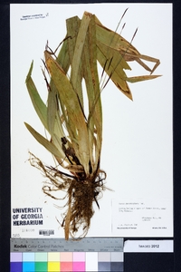 Carex plantaginea image