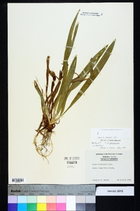 Carex plantaginea image