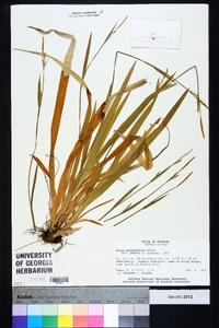 Carex platyphylla image