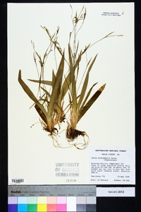 Carex platyphylla image