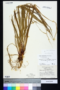 Carex purpurifera image