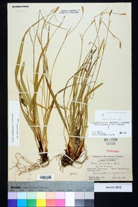 Carex purpurifera image